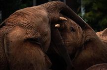 Elephants Orphanage & Giraffe Center Private Tour