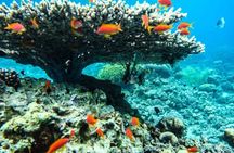 Cruise Experience Half-Day from Aqaba