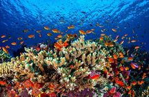 Cruise Experience Half-Day from Aqaba