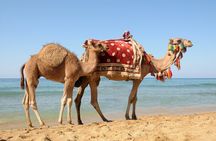 Casablanca to Tangier Day Trip By High-Speed Train and Camel Ride