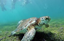 Tulum Ruins & Turtles Swim! Round Transportation From Cancun & Riviera Maya