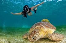 Turtles & Tulum Ruins! Round Transportation from Tulum City 