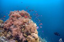 Kota Kinabalu Leisure Scuba Diving Trip (3 Dives)