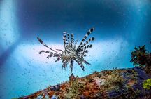 (2 Dives) Discover Scuba Diving Kota Kinabalu