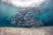 (2 Dives) Discover Scuba Diving Kota Kinabalu