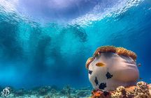 (2 Dives) Discover Scuba Diving Kota Kinabalu