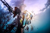(3 Days) PADI Open Water Diver Course Kota Kinabalu