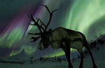 Small-Group Night of Reindeer and Northern Lights