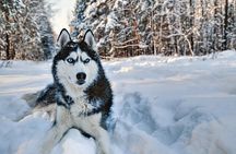 Snowy Trails 10km Husky Safari from Rovaniemi 