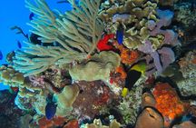Clear Boat Ride at Cozumel! Round Transportation from Cancun & Playa Del Carmen