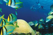 Cozumel El Cielo Reef Snorkel with Round Transportation