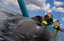 Small Group Manatee Snorkel Tour with In-Water Guide and Photographer