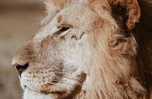 Three Days Ngorongoro crater, Lake Manyara and Taragire National Park (Joining)