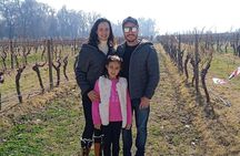  Cousiño Macul Vineyard - Maipo Valley - Premium Tasting - HD