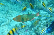 Isla Mujeres Basic Tour in Catamaran with Snorkel and Open Bar