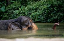 An Afternoon with the Elephants at Phuket Elephant Sanctuary