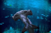 The National Aquarium Abu Dhabi Admission Tickets