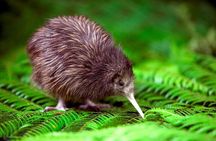 National Kiwi Hatchery - Kiwi Encounter Guided Tour