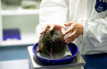 National Kiwi Hatchery - Kiwi Encounter Guided Tour