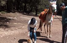 5 Days Private Tour from Casablanca to Fes and Sahara Desert