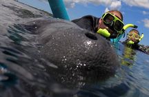 VIP Private Boat Manatee Snorkel Tour with In-Water Guide and Photograper