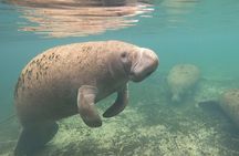 VIP Private Boat Manatee Snorkel Tour with In-Water Guide and Photograper