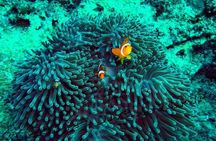 Phuket Similan Island Andaman Ocean Tour by Van and Speedboat