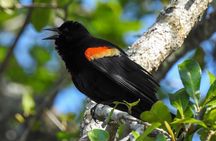Charleston Bird Watching Tour 