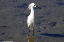 Charleston Bird Watching Tour 