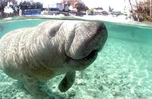 Manatee Snorkel Small Group Tour