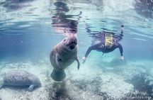 Manatee Snorkel Small Group Tour
