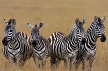 Masai Mara Game Drive 