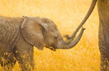 Masai Mara Game Drive 