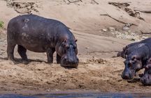 Masai Mara Game Drive 