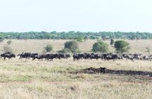 6-Day Ndutu Migration Calving Season Safari