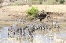 6-Day Ndutu Migration Calving Season Safari