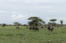 6-Day Ndutu Migration Calving Season Safari