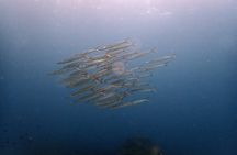 PADI Discover Scuba 2 Times Diving Phuket