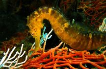 PADI Discover Scuba 2 Times Diving Phuket