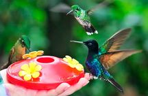 Mindo Nature & Birds Private Tour 
