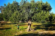 Olive Picking on a Magical Island Brac with Local Professionals
