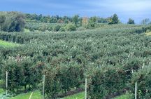 Toronto to Niagara Wine Tour 