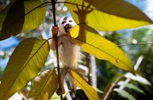 KSTR Re-Wilding Center Manuel Antonio (Sloth/Primate Park) 