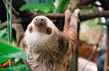 KSTR Re-Wilding Center Manuel Antonio (Sloth/Primate Park) 