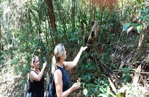 Hiking Ecotour Jaraguá Park – Incredible Rain Forest Landscapes In São Paulo