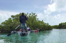 Clear Kayak Mangrove Eco Tour