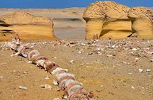 Full Day Fayoum Oasis and Waterfalls of Wadi El-Rayan