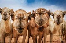 Vip 4 Hour Tangier Private Trip