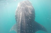 Snorkel Tour with Whale Shark in La Paz