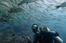 Try Scuba Diving / Basic Diver